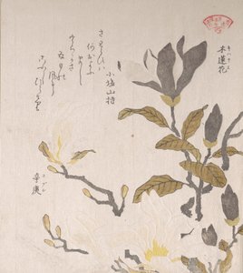 Magnolia bloemen, 19e eeuw door Kubo Shunman