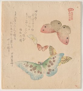 Het Schilderhandboek van Vlinders (Guncho? Gafu)