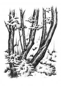  door Kulik