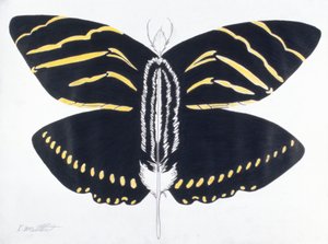 Gevederde vlinder, 2004 (kleurpotlood op papier)