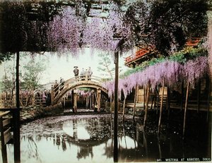 Wisteria bij Kameido, Tokio door Kusakabe (attr. to) Kimbei