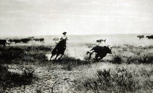 Cowboy te paard die een kalf vangt