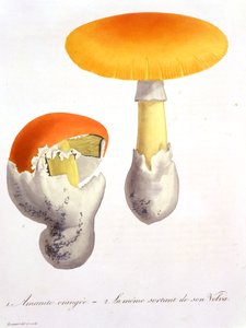 Amanita Caesaria uit 