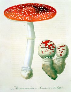 Amanita Muscaria uit 