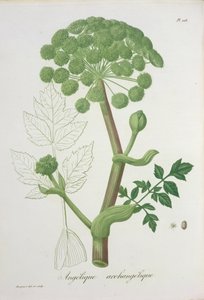 Angelica Archangelica uit 
