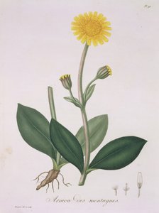 Arnica Montana uit 