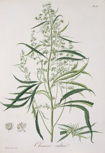 Cannabis Sativa uit 