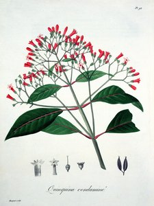 Cinchona uit 