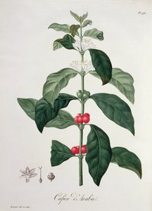 Coffea Arabica uit 
