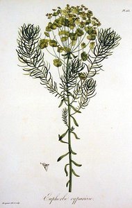 Euphorbia Cyparissias uit 