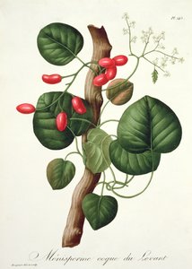 Menispermum uit 
