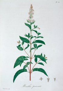 Pepermunt, 1821
