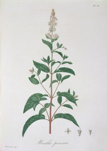 Mentha Piperita uit 