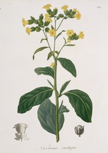 Nicotiana uit 