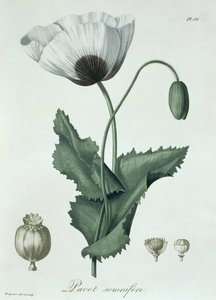 Papaver Somniferum uit 