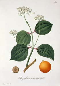 Strychnos nux vomica uit 