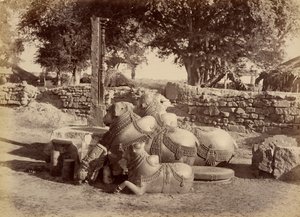 Heilige stieren in Warungal Fort