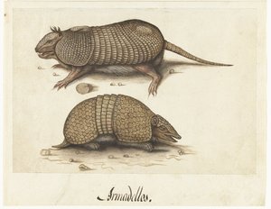 Albumblad met twee gordeldieren