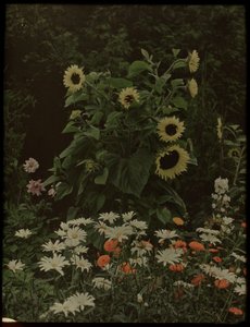 Tuin van het huis Kersbergen, Zeist, met onder andere zonnebloemen door Lambertus Hendrik van Berk