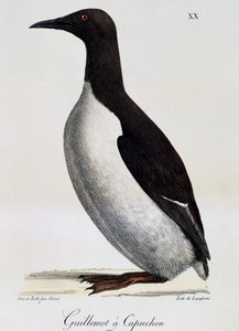 Zeekoet (Uria aalge), uit Voyage pittoresque autour du monde door Langlume Langlume
