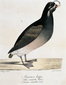 Kuifalk (Aethia cristatella), uit Voyage pittoresque autour du monde door Langlume Langlume