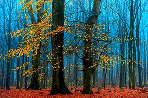  door Lars van de Goor †