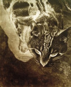 Kat (Negatieve afdruk) door Laszlo Moholy Nagy