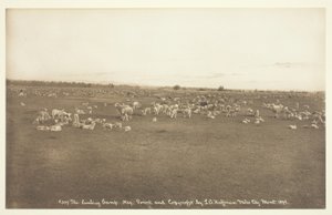 Het lammerkamp