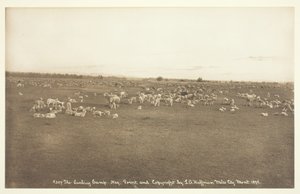 Het lammeren kamp, 1894