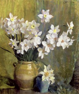 Narcissus