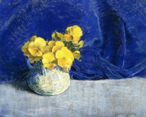 Gele viooltjes
