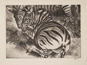 Zebra