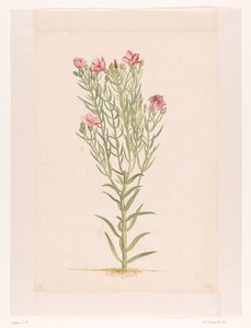 Plant met roze bloemen