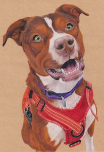 Penny, ca. 2024 (kleurpotlood op bruin kunstpapier)