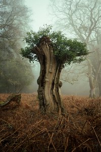Oude Bonsai, 2025 (foto)
