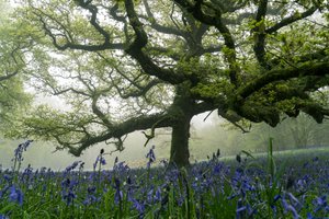 Oude Groenen, 2025 (foto)
