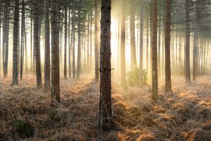 Mirkwood, 2025 (foto) door Lee Cooper