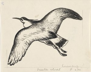Vliegende vogel