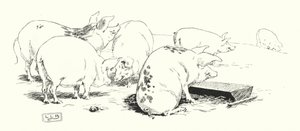 Een langstaartvarken, of een kortstaartvarken (gravure) door Leonard Leslie Brooke