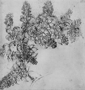 Een tak van braam, ca. 1480, 1945