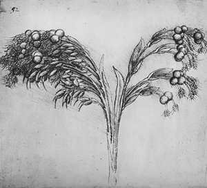 Een langstengelige plant, c1480