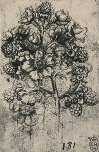 Een takje bramen, ca. 1480-1945 door Leonardo da Vinci