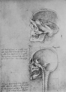 Anatomische Tekeningen van Twee Schedels in Profiel naar Links, ca. 1480