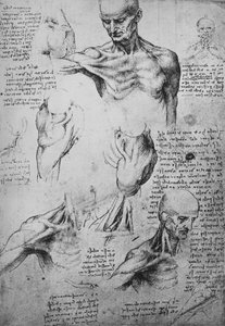 Anatomische Tekeningen van de Nek en Schouders van een Man, ca. 1480 1945