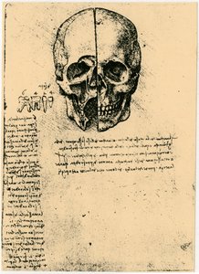 Anatomische schets van een menselijke schedel, ca. 1472-1519