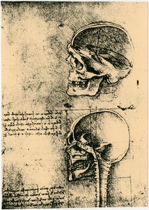 Anatomische schets, twee studies van een menselijke schedel, ca. 1489