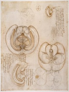 Anatomiestudies