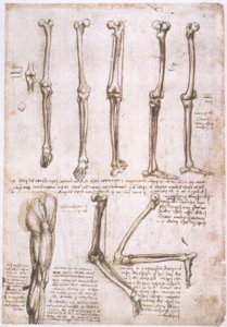 Anatomiestudies door Leonardo da Vinci