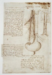 Anatomiestudies door Leonardo da Vinci