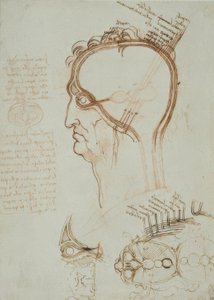 Anatomiestudies door Leonardo da Vinci